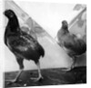Manx bantams by George Bellett Cowen